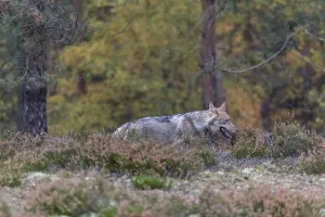 One young male eurasian gray wolf (Canis lupus lupus) running thru a forest with rocks and heather