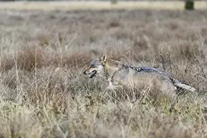 One young male eurasian gray wolf (Canis lupus lupus) running over a meadow with tall grass