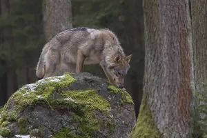 One young male eurasian gray wolf (Canis lupus lupus) standing on a mossy rock in a forest with some snow around