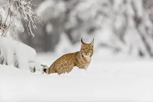 One young male Eurasian lynx, (Lynx lynx)