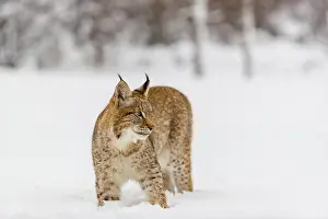 One young male Eurasian lynx, (Lynx lynx)