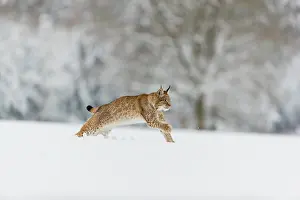 One young male Eurasian lynx, (Lynx lynx)