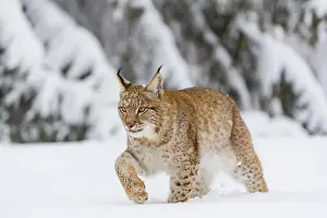 One young male Eurasian lynx, (Lynx lynx)