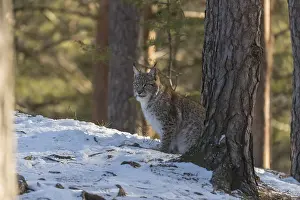 One young male Eurasian lynx, (Lynx lynx)