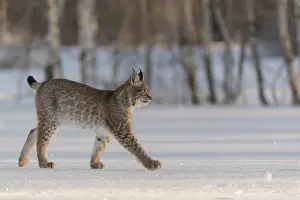 One young male Eurasian lynx, (Lynx lynx)