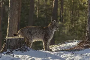One young male Eurasian lynx, (Lynx lynx)