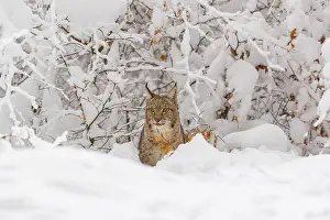 One young male Eurasian lynx, (Lynx lynx)