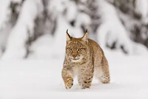 One young male Eurasian lynx, (Lynx lynx)