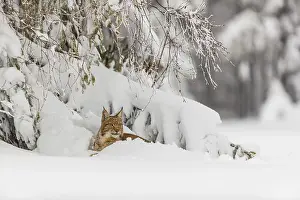 One young male Eurasian lynx, (Lynx lynx)