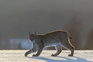 One young male Eurasian lynx, (Lynx lynx)