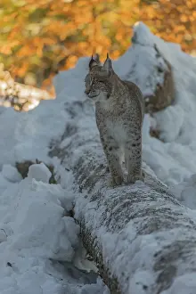 One young male Eurasian lynx, (Lynx lynx)