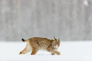 One young male Eurasian lynx, (Lynx lynx)