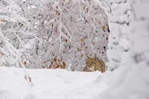 One young male Eurasian lynx, (Lynx lynx)