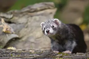 A young male ferret (Mustela putorius furo) sits at a dead branch of a tree