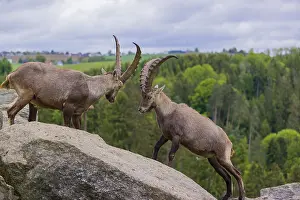Two young male ibex (Capra ibex) playfight on rocks