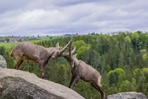 Two young male ibex (Capra ibex) playfight on rocks