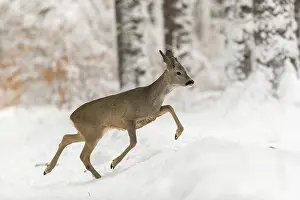 One young male Roe Deer, Roe buck (Capreolus capreolus)