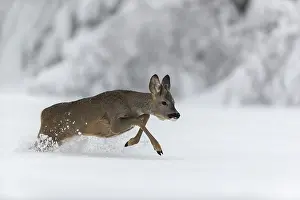 One young male Roe Deer, Roe buck (Capreolus capreolus)