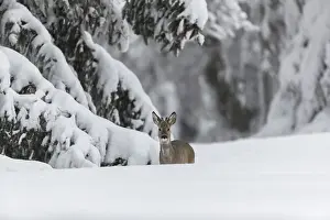 One young male Roe Deer, Roe buck (Capreolus capreolus)