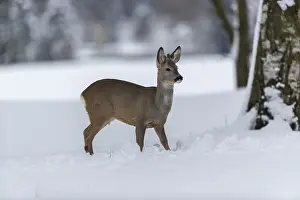One young male Roe Deer, Roe buck (Capreolus capreolus)