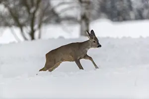 One young male Roe Deer, Roe buck (Capreolus capreolus)