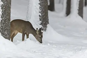One young male Roe Deer, Roe buck (Capreolus capreolus)