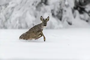One young male Roe Deer, Roe buck (Capreolus capreolus)