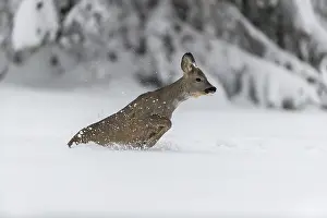 One young male Roe Deer, Roe buck (Capreolus capreolus)