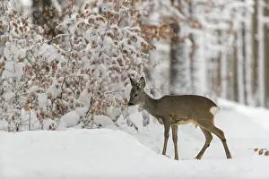 One young male Roe Deer, Roe buck (Capreolus capreolus)