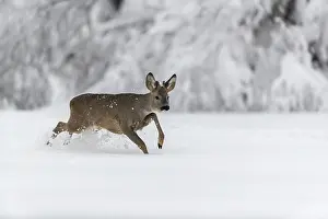 One young male Roe Deer, Roe buck (Capreolus capreolus)