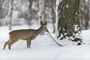 One young male Roe Deer, Roe buck (Capreolus capreolus)