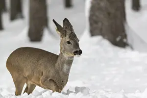 One young male Roe Deer, Roe buck (Capreolus capreolus)