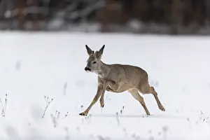 One young male Roe Deer, Roe buck (Capreolus capreolus)