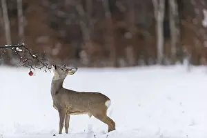 One young male Roe Deer, Roe buck (Capreolus capreolus)