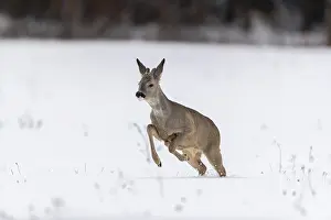 One young male Roe Deer, Roe buck (Capreolus capreolus)