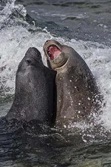 Young male Southern elephant seals (Mirounga leonina) playfully fighting in shallow water
