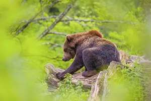 A young male (Ursus arctos arctos) rests on a hilltop on a rotting tree