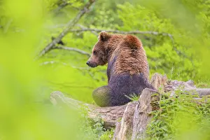 A young male (Ursus arctos arctos) sits on a hilltop on a rotting tree