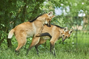 Young Maned wolf (Chrysocyon brachyurus) playing at a forest glade