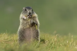 Young marmot (Marmota marmota) in the Alps