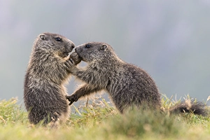 Category Mountain Landscapes Prints: Young marmots (Marmota marmota) in the Alps