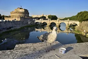 Young Mediterranean gull (Larus michahellis)