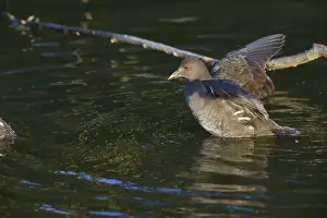 Young moorhen bathing