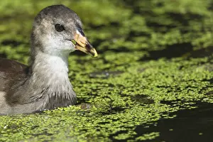Young moorhen (Gallinula chloropus)