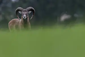 A young mouflon ram (Ovis gmelini) looks curiously over a hill