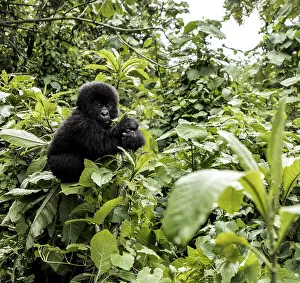 Young mountain gorilla in the Virunga National Park