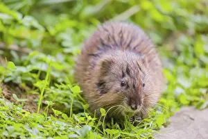 A young muskrat (Ondatra zibethicus) sits in a meadow