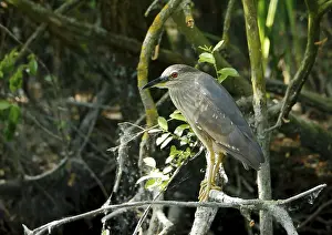 Young night heron Nycticorax nycticorax sitting on a branch