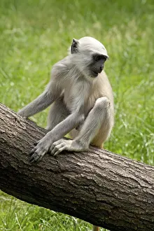 Young Northern plains gray langur or Hanuman langur (Semnopithecus entellus)