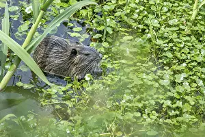 Young nutria (Myocastor coypus) in a nature reserve in Buenos Aires